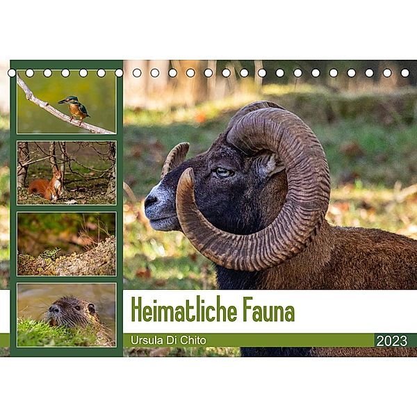 Heimatliche Fauna (Tischkalender 2023 DIN A5 quer), Ursula Di Chito