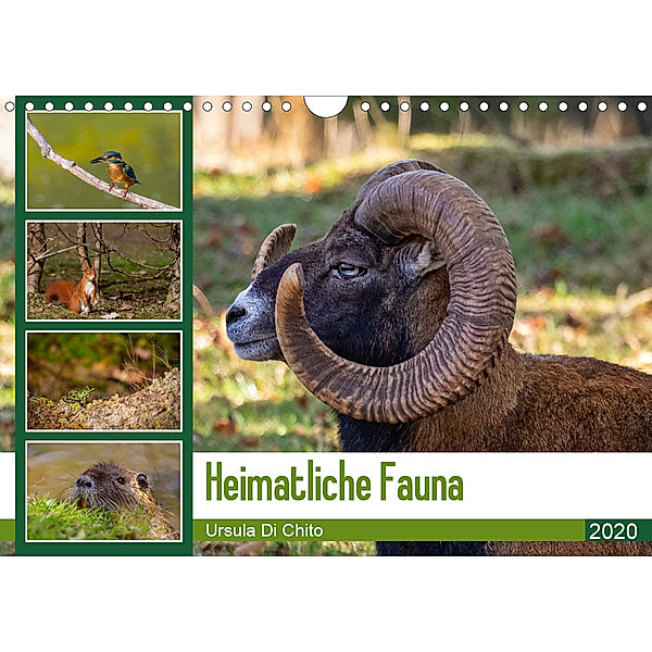 Heimatliche Fauna (Wandkalender 2020 DIN A4 quer), Ursula Di Chito