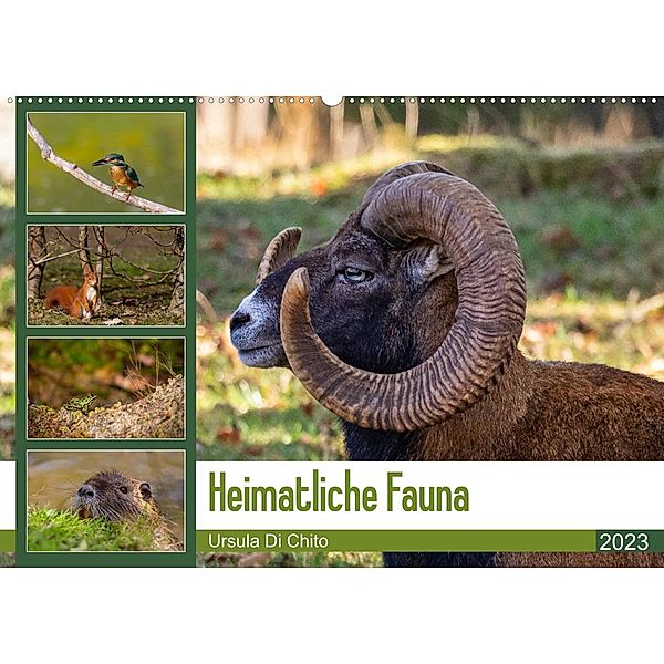 Heimatliche Fauna (Wandkalender 2023 DIN A2 quer), Ursula Di Chito