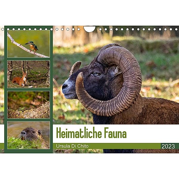 Heimatliche Fauna (Wandkalender 2023 DIN A4 quer), Ursula Di Chito