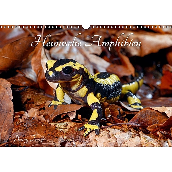 Heimische Amphibien (Wandkalender 2021 DIN A3 quer), Benny Trapp