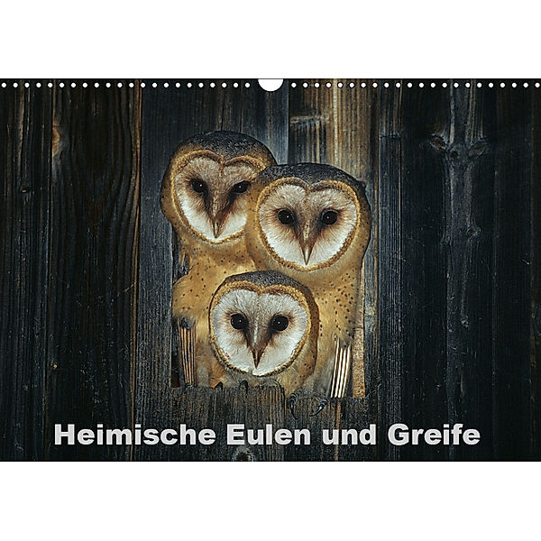 Heimische Eulen und Greife (Wandkalender 2019 DIN A3 quer), Günter Bachmeier