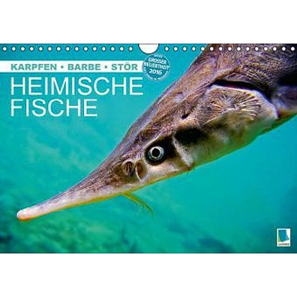 Heimische Fische: Karpfen, Barbe, Stör (Wandkalender 2016 DIN A4 quer), Calvendo