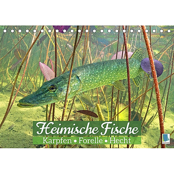 Heimische Fische: Karpfen, Forelle, Hecht (Tischkalender 2023 DIN A5 quer), Calvendo