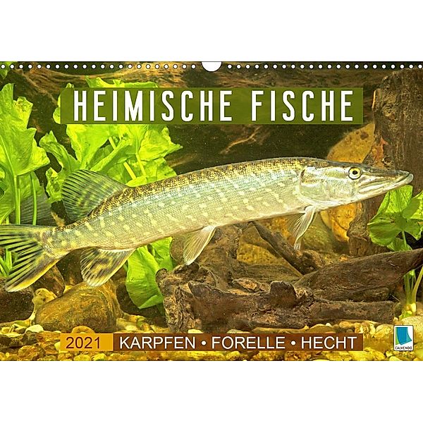 Heimische Fische: Karpfen, Forelle, Hecht (Wandkalender 2021 DIN A3 quer), Calvendo
