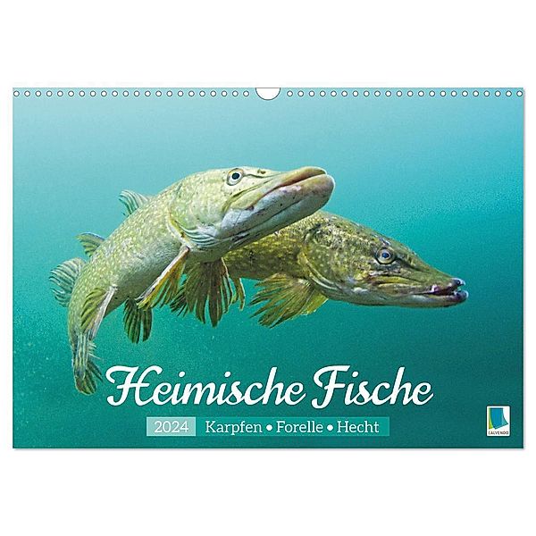 Heimische Fische: Karpfen, Forelle, Hecht (Wandkalender 2024 DIN A3 quer), CALVENDO Monatskalender, Calvendo