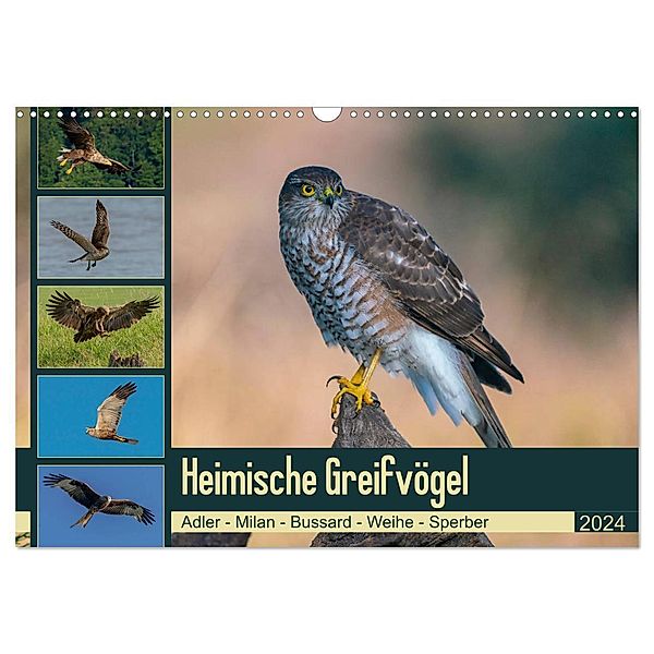 Heimische GREIFVÖGEL Adler Milan Bussard Weihe Sperber (Wandkalender 2024 DIN A3 quer), CALVENDO Monatskalender, Arne Wünsche