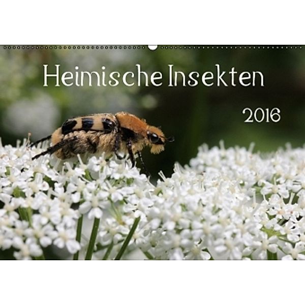 Heimische Insekten 2016 (Wandkalender 2016 DIN A2 quer), Silvia Hahnefeld