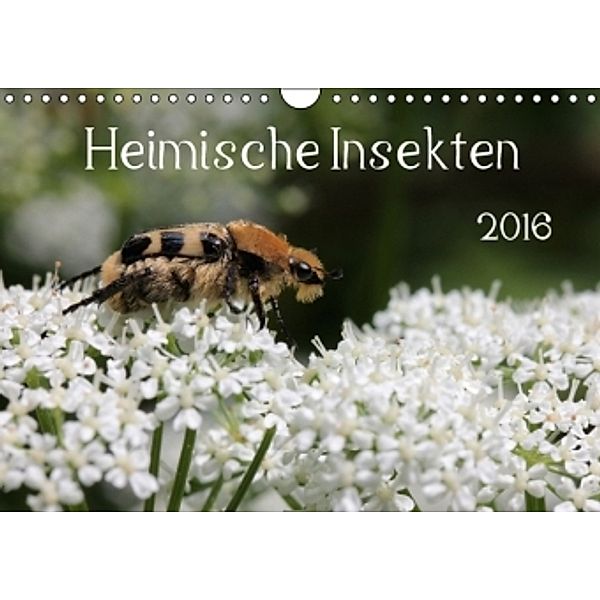 Heimische Insekten 2016 (Wandkalender 2016 DIN A4 quer), Silvia Hahnefeld