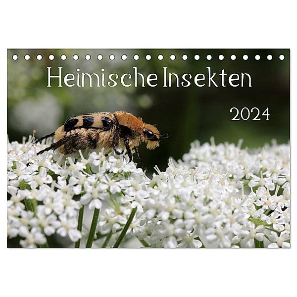 Heimische Insekten 2024 (Tischkalender 2024 DIN A5 quer), CALVENDO Monatskalender, Silvia Hahnefeld