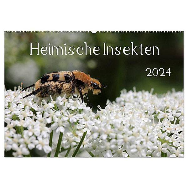 Heimische Insekten 2024 (Wandkalender 2024 DIN A2 quer), CALVENDO Monatskalender, Silvia Hahnefeld