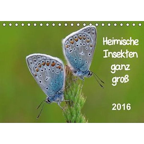 Heimische Insekten ganz GROSS (Tischkalender 2016 DIN A5 quer), Gerald Wolf