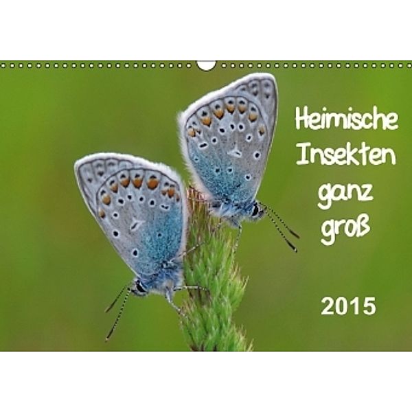 Heimische Insekten ganz GROSS (Wandkalender 2015 DIN A3 quer), Gerald Wolf