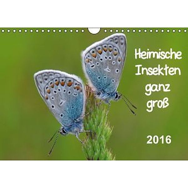 Heimische Insekten ganz GROSS (Wandkalender 2016 DIN A4 quer), Gerald Wolf