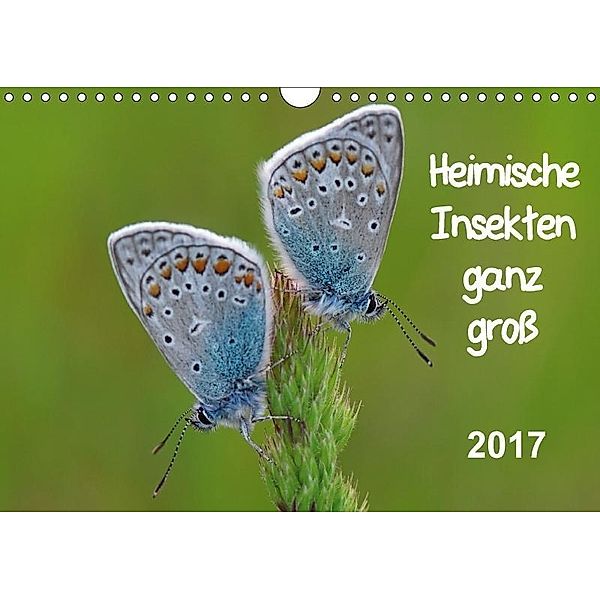 Heimische Insekten ganz GROSS (Wandkalender 2017 DIN A4 quer), Gerald Wolf