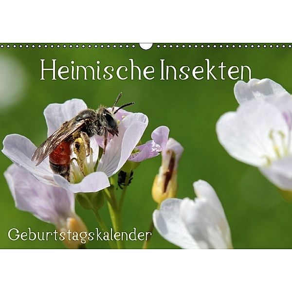 Heimische Insekten / Geburtstagskalender (Wandkalender immerwährend DIN A3 quer), Silvia Hahnefeld