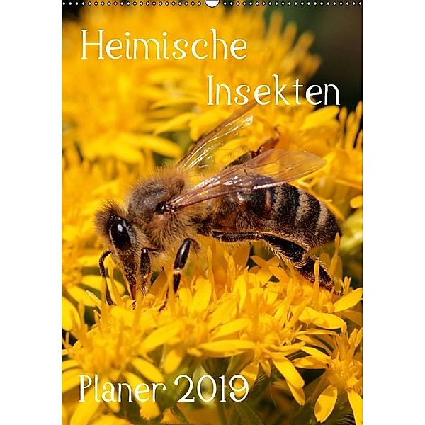 Heimische Insekten / Planer (Wandkalender 2019 DIN A2 hoch), Silvia Hahnefeld