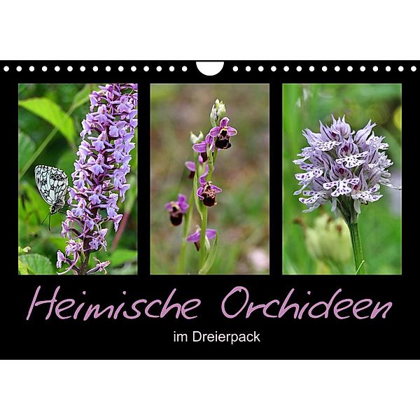 Heimische Orchideen im Dreierpack (Wandkalender 2023 DIN A4 quer), Sabine Löwer