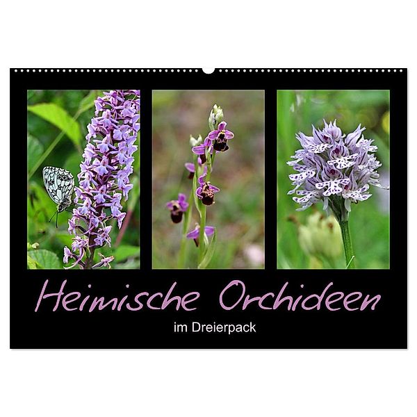 Heimische Orchideen im Dreierpack (Wandkalender 2024 DIN A2 quer), CALVENDO Monatskalender, Sabine Löwer