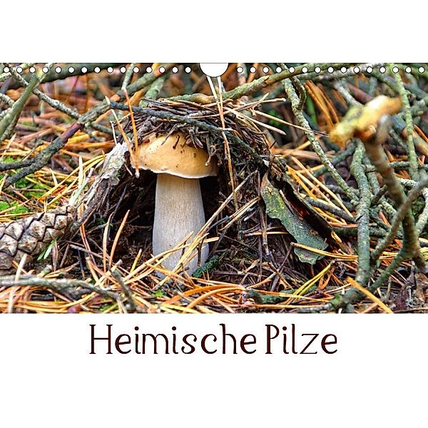 Heimische Pilze (Wandkalender 2020 DIN A4 quer)