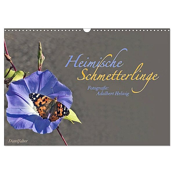 Heimische Schmetterlinge (Wandkalender 2024 DIN A3 quer), CALVENDO Monatskalender, Adalbert Helwig
