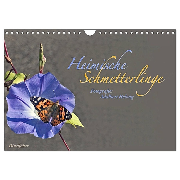 Heimische Schmetterlinge (Wandkalender 2024 DIN A4 quer), CALVENDO Monatskalender, Adalbert Helwig