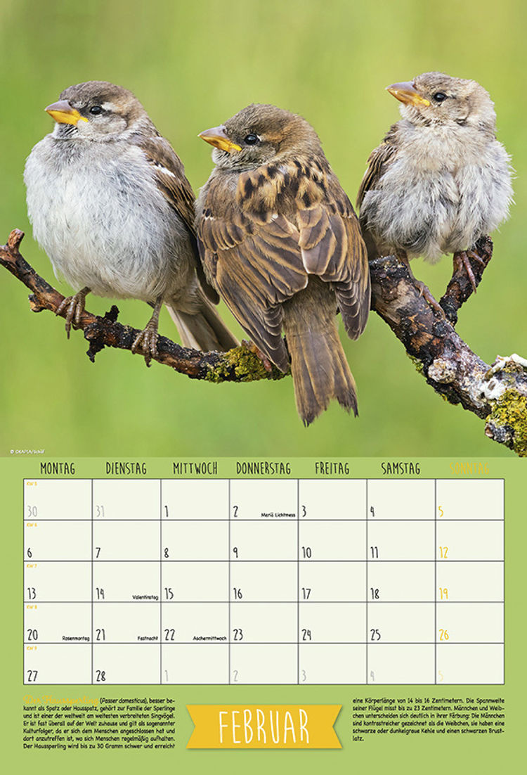 Heimische Singvögel, Posterkalender 2023 - Kalender bestellen