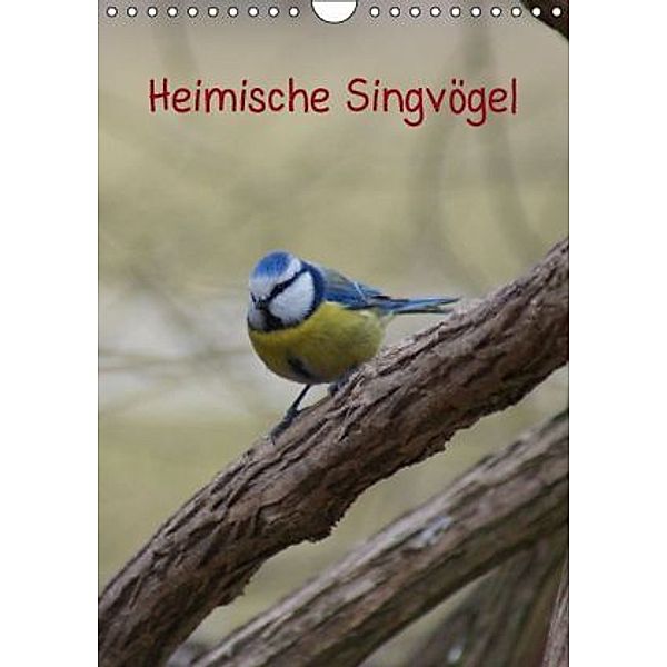 Heimische Singvögel (Wandkalender 2015 DIN A4 hoch), Kattobello