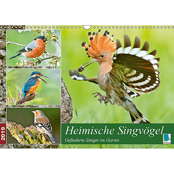 Heimische Singvögel (Wandkalender 2019 DIN A3 quer), Calvendo
