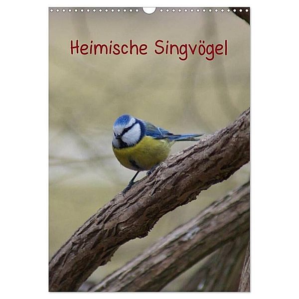 Heimische Singvögel (Wandkalender 2024 DIN A3 hoch), CALVENDO Monatskalender, Kattobello