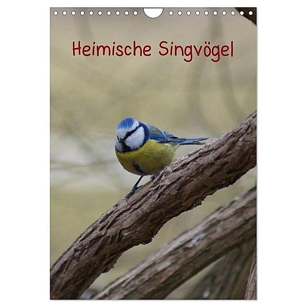 Heimische Singvögel (Wandkalender 2024 DIN A4 hoch), CALVENDO Monatskalender, Kattobello