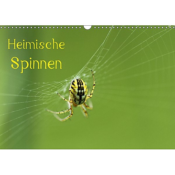 Heimische Spinnen (Wandkalender 2019 DIN A3 quer), Otto Schäfer