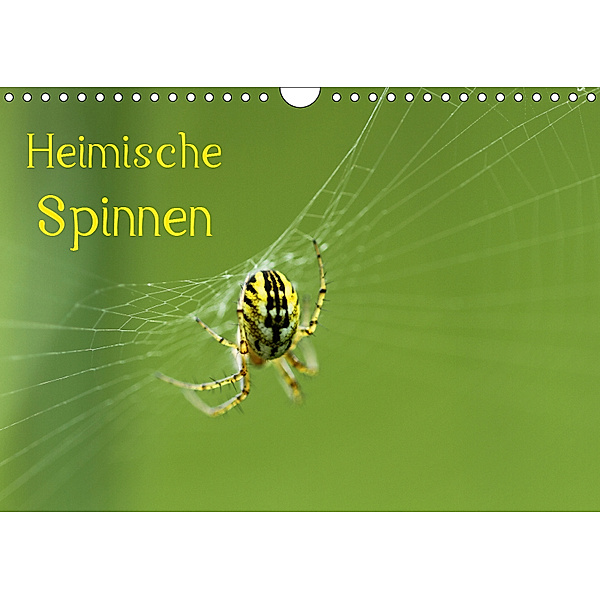 Heimische Spinnen (Wandkalender 2019 DIN A4 quer), Otto Schäfer