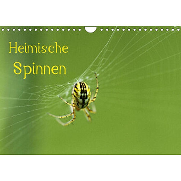 Heimische Spinnen (Wandkalender 2022 DIN A4 quer), Otto Schäfer