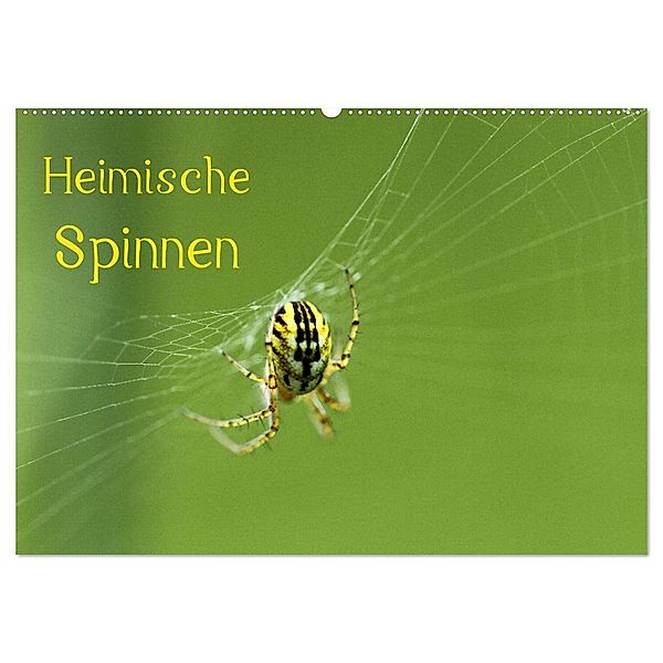 Heimische Spinnen (Wandkalender 2024 DIN A2 quer), CALVENDO Monatskalender, Otto Schäfer