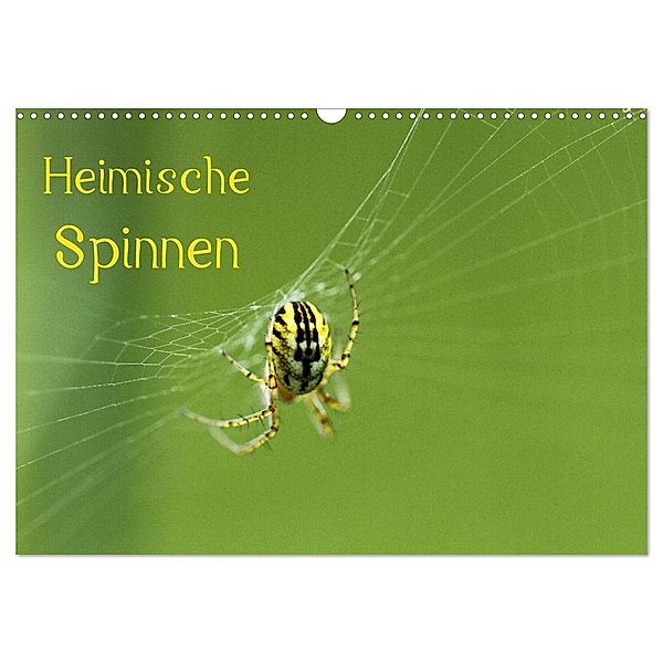 Heimische Spinnen (Wandkalender 2024 DIN A3 quer), CALVENDO Monatskalender, Otto Schäfer