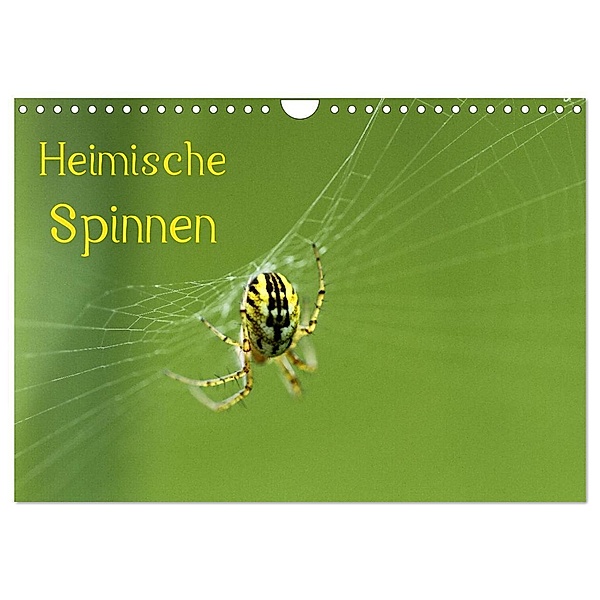 Heimische Spinnen (Wandkalender 2024 DIN A4 quer), CALVENDO Monatskalender, Otto Schäfer