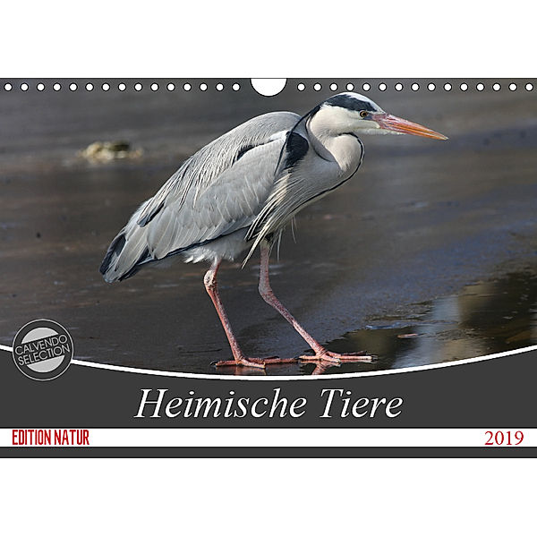 Heimische Tiere (Wandkalender 2019 DIN A4 quer), SchnelleWelten