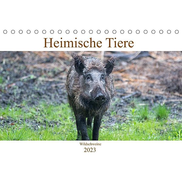 Heimische Tiere - Wildschweine (Tischkalender 2023 DIN A5 quer), pixs:sell