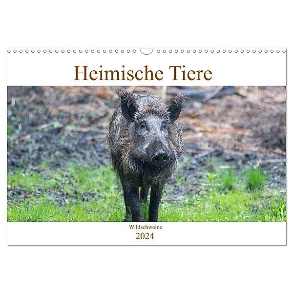 Heimische Tiere - Wildschweine (Wandkalender 2024 DIN A3 quer), CALVENDO Monatskalender, pixs:sell