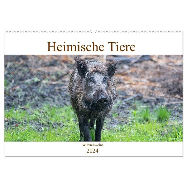 Heimische Tiere - Wildschweine (Wandkalender 2024 DIN A2 quer), CALVENDO Monatskalender, pixs:sell