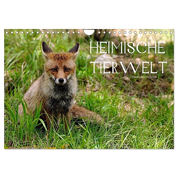 Heimische Tierwelt (Wandkalender 2024 DIN A4 quer), CALVENDO Monatskalender, Benny Trapp
