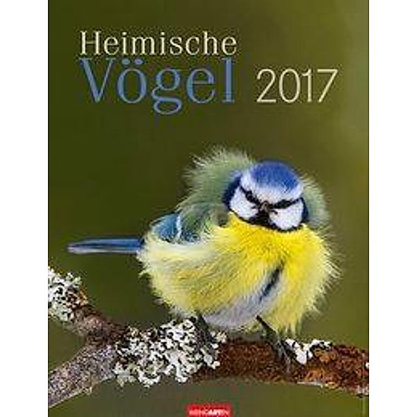 Heimische Vögel 2017