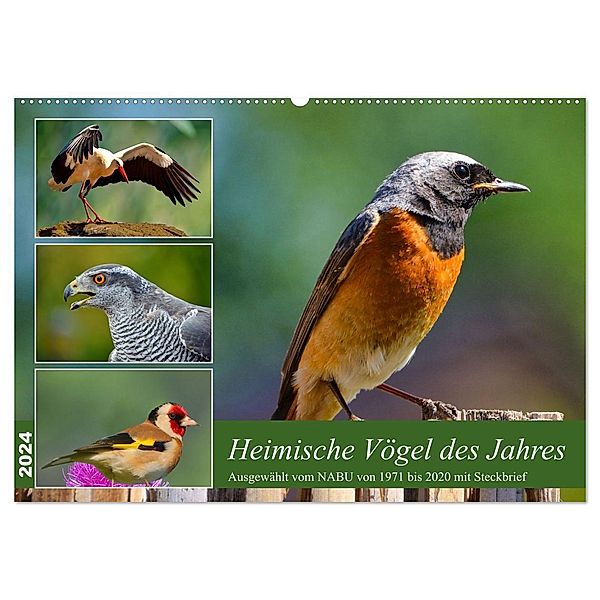 Heimische Vögel des Jahres (Wandkalender 2024 DIN A2 quer), CALVENDO Monatskalender, Claudia Kleemann