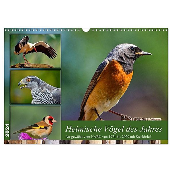 Heimische Vögel des Jahres (Wandkalender 2024 DIN A3 quer), CALVENDO Monatskalender, Claudia Kleemann