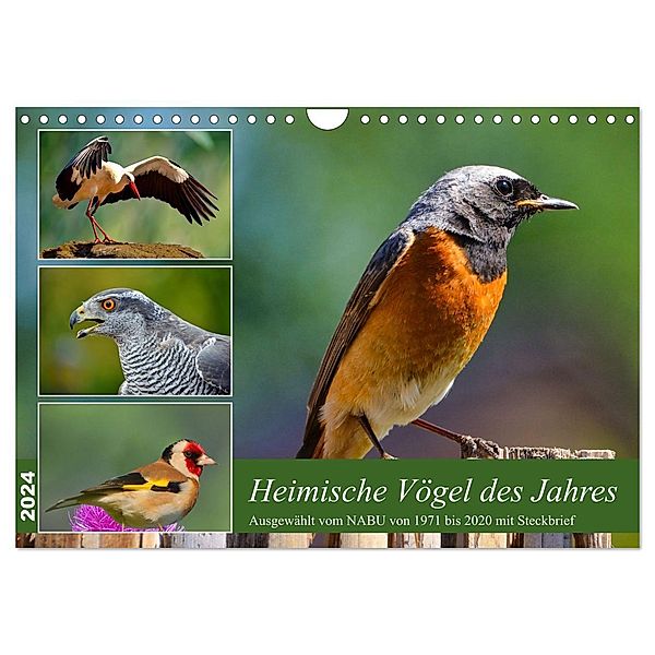 Heimische Vögel des Jahres (Wandkalender 2024 DIN A4 quer), CALVENDO Monatskalender, Claudia Kleemann