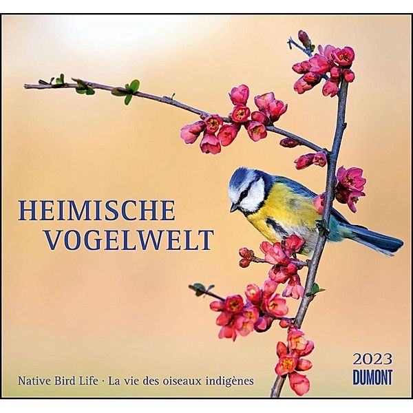 Heimische Vogelwelt 2023 - DUMONT Wandkalender - mit den wichtigsten Feiertagen - Format 38,0 x 35,5 cm