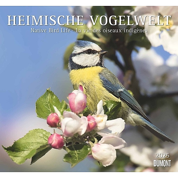 Heimische Vogelwelt 2025 - DUMONT Wandkalender - mit den wichtigsten Feiertagen - Format 38,0 x 35,5 cm
