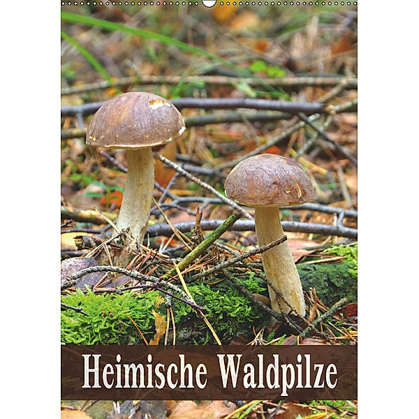 Heimische Waldpilze (Wandkalender 2019 DIN A2 hoch), LianeM