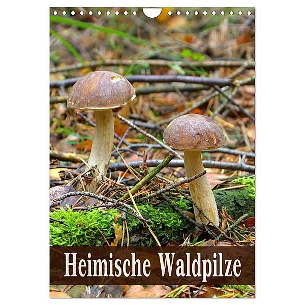 Heimische Waldpilze (Wandkalender 2024 DIN A4 hoch), CALVENDO Monatskalender, LianeM